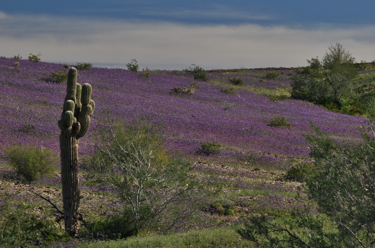 purple wildflower fields